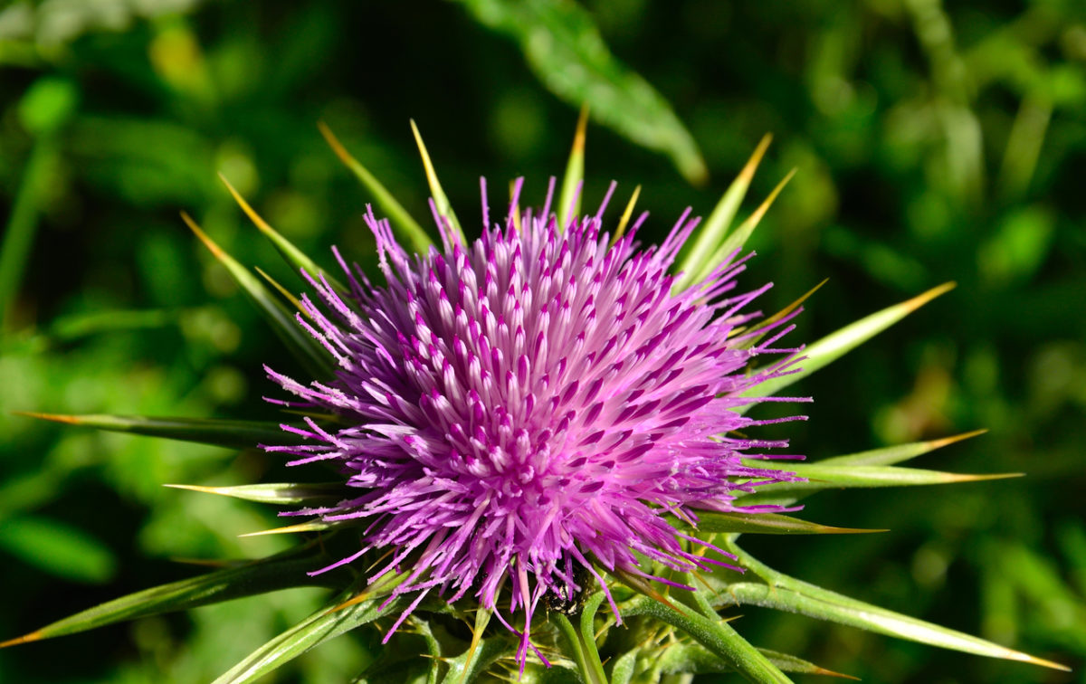 Lowering Glutamate Milk Thistle Nourished Blessings